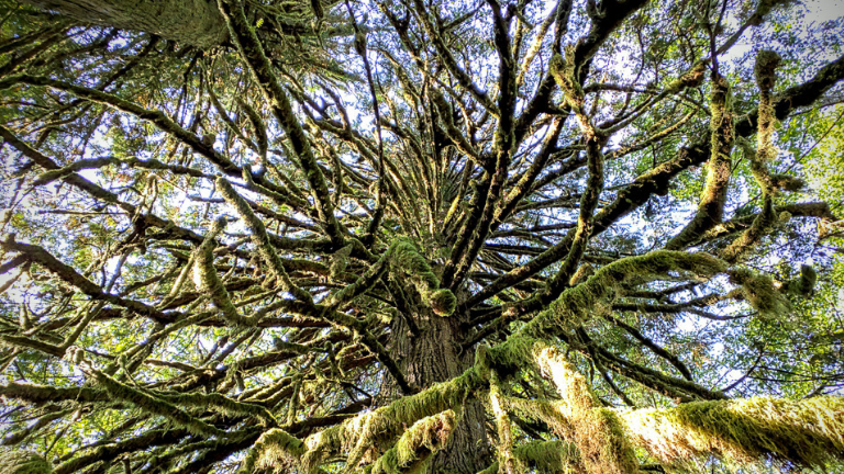 Free Entrance at Washington State Parks